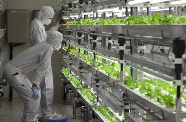 往日的科技企业纷纷建起高科技蔬菜种植工厂