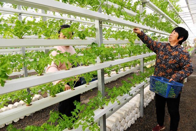 引进"蔬菜工厂"项目,打造现代农业示范园区,带动当地农民增收致富